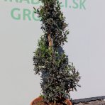 Olivovník európsky (Olea europaea) ´LECCINO´- výška 100-130 cm, kont. C18L - ŠPIRÁLA (-12°C)